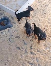 Cuccioli pinscher nano toy
