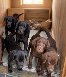 Labrador pedigree