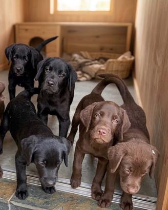 Labrador pedigree