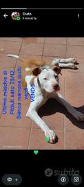 Cucciolo Pitbull