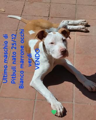 Cucciolo Pitbull