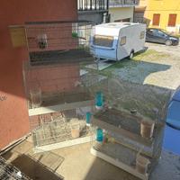 gabbie professionali