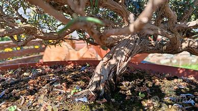 bonsai rosmarino 