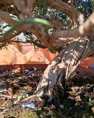 bonsai rosmarino 
