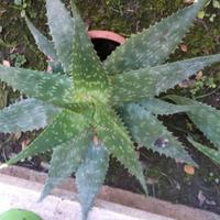 Aloe Saponaria o Maculata