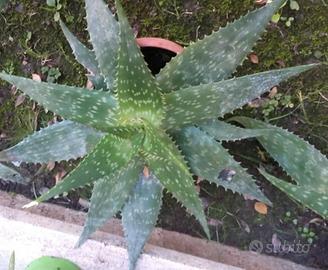 Aloe Saponaria o Maculata