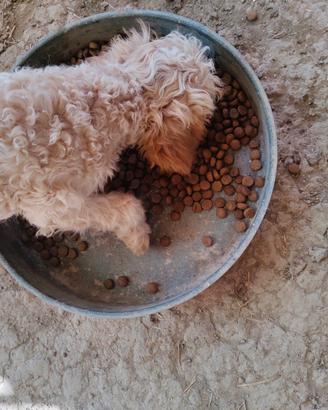 Lagotto romagnolo