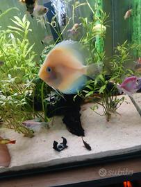 Pesce discus di 7 cn