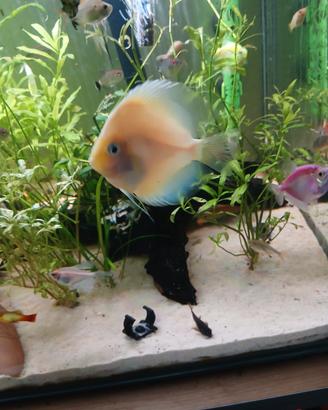 Pesce discus di 7 cn