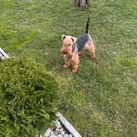 Welsh Terrier per l'accoppiamento