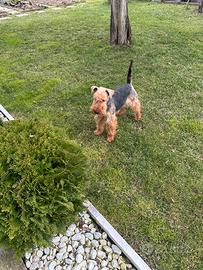 Welsh Terrier per l'accoppiamento