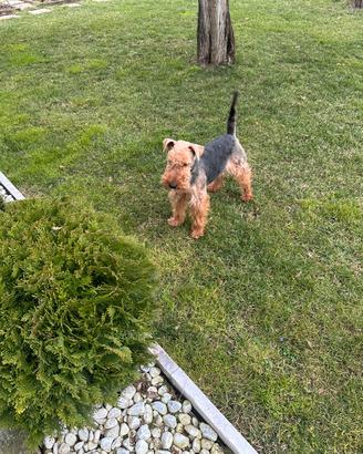 Welsh Terrier per l'accoppiamento