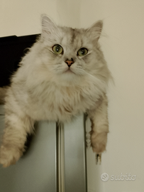 Persiano chinchilla' silver