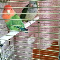 Parrocchetto monaco maschio e inseparabile