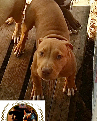 American pitbull ukc unici in Italia