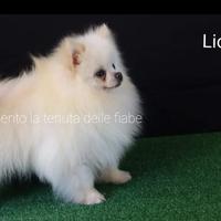 Pomerania Spitz Nano Tedesco per Monta