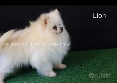 Pomerania Spitz Nano Tedesco per Monta