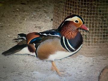 Coppia Anatre mandarine