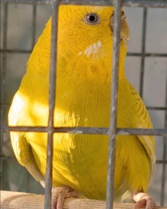 Uccelli