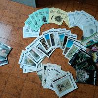 COLLEZIONE RIVISTE CACTUS E PIANTE GRASSE – 124 pz