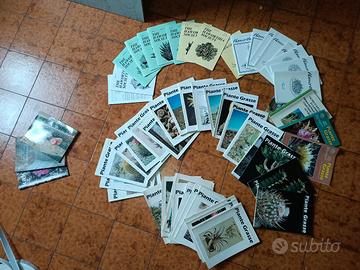 COLLEZIONE RIVISTE CACTUS E PIANTE GRASSE – 124 pz