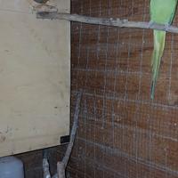 Parrocchetto dal collare