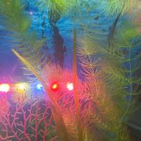 Lotto Piantine per acquario e lumache