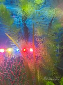 Lotto Piantine per acquario e lumache