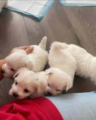 Maltese mix Pinscher per rimborso spese