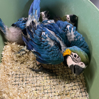 Baby Ara Ararauna 2025