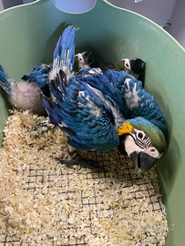 Baby Ara Ararauna 2025