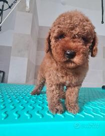 Barboncino albicocca scuro e red