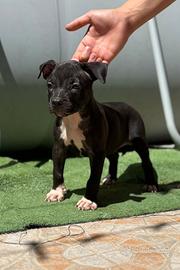 Cuccioli di pitbull