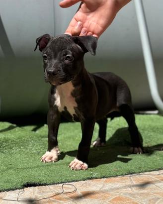 Cuccioli di pitbull
