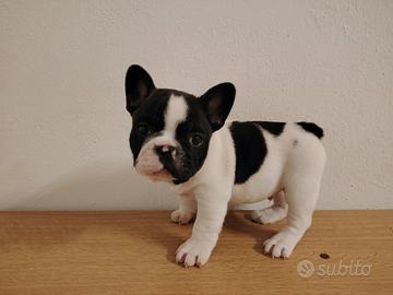 Bulldog francese con certificato di razza