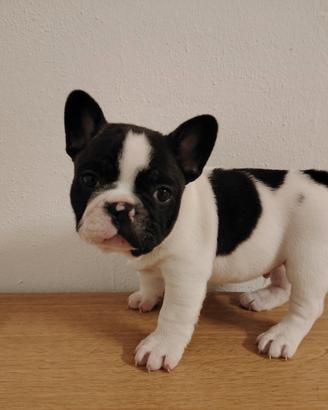 Bulldog francese con certificato di razza