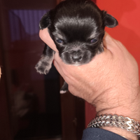 Cucciolo chihuahua disponibile maschio