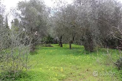 Terreni agricolo in Lucera