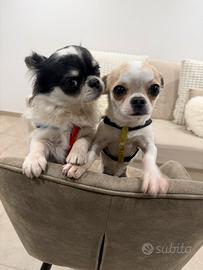 Chihuahua