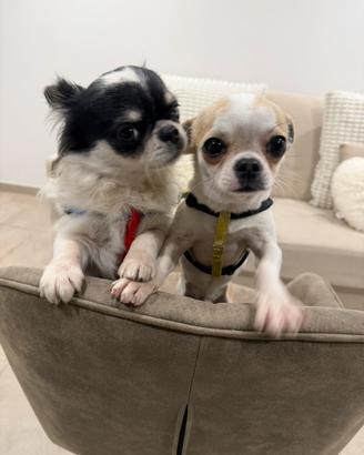 Chihuahua
