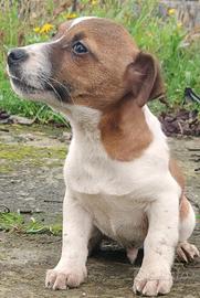 Jack russell
