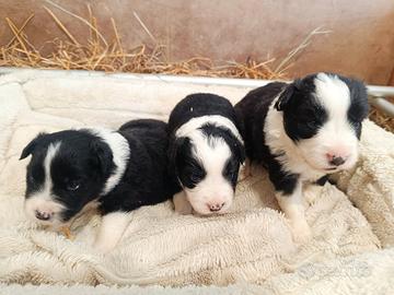 Border Collie Cuccioli