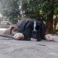 Cuccioli boxer tigrati