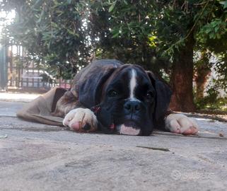 Cuccioli boxer tigrati