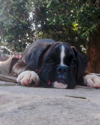 Cuccioli boxer tigrati