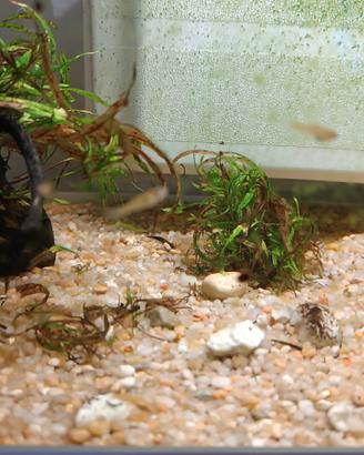 Guppy