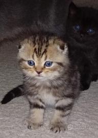 Cuccioli di Scottish Fold