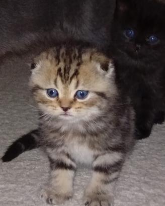 Cuccioli di Scottish Fold