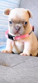 Bulldog francese