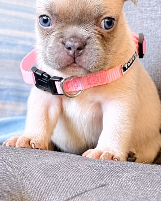 Bulldog francese
